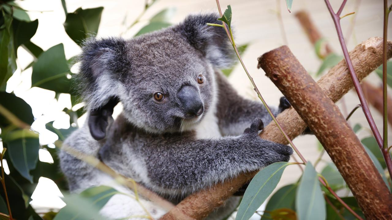 Koala : Actualités, vidéos, images et infos en direct - 20 Minutes