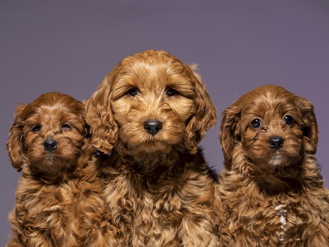 ### QWEEKEND ONLY - ON HOLD FOR QWEEKEND ###Cover story on oodle dogs. Cavoodles Katie and Kimmie with Ava (spoodle - centre). Pic Mark Cranitch.