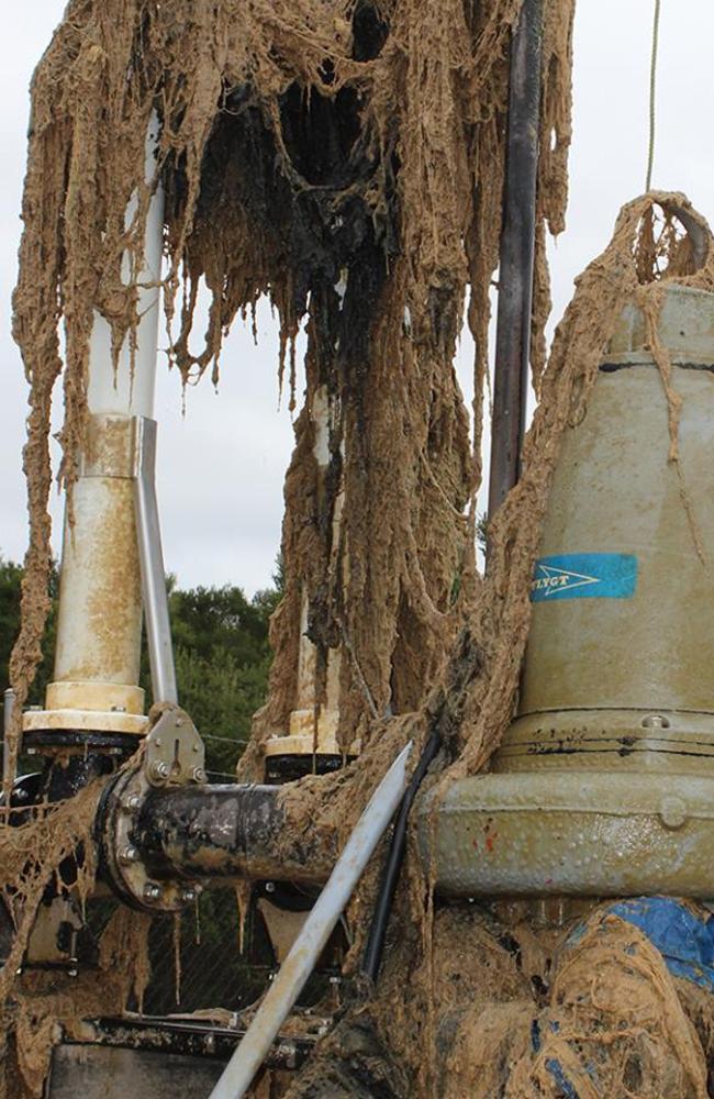 The ‘swamp monster’ that emerged from the sewers in Tasmania. Picture: TasWater/Facebook