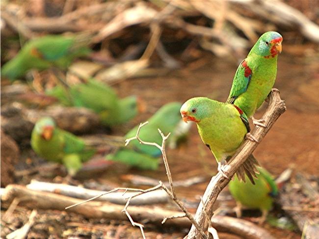 Concerns were raised for the endangered swift parrots. Picture: Geoff Dabb