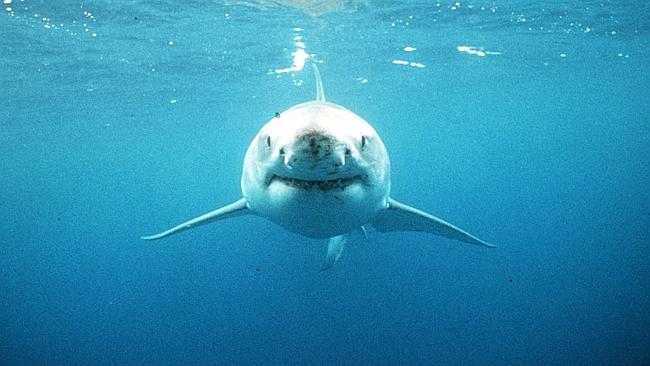 Shark cull petition signed by 8000 West Australians presented to ...