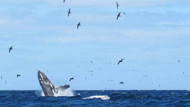 A super pod of about 100 whales were spotted near Eaglehawk Neck, Tasmania on Wednesday, October 14, 2020. Photo: Steve Scott