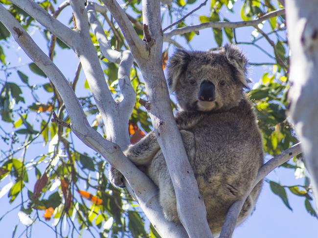 The Great Koala National Park is a plan to create a 315,000 hectare nature reserve near Coffs Harbour to give endangered species, including koalas, a place to live.