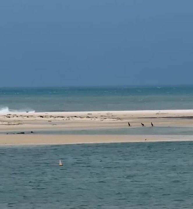 Kangaroos flee Bribie Island ahead of Tropical Cyclone Alfred