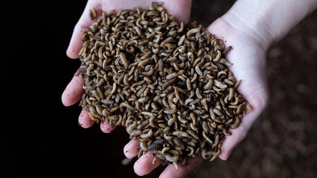 Black soldier fly larvae is used by ARC Ento Tech to process organic material.Picture: supplied