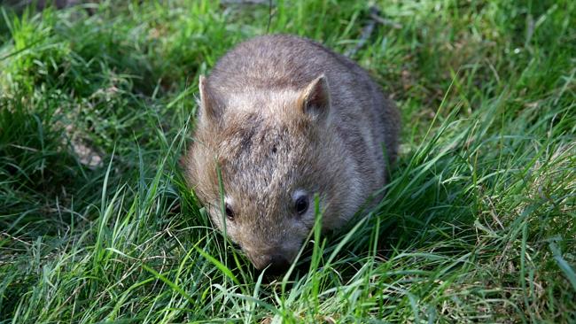 Wombat blamed for fatal smash in Wattle Bank | Herald Sun