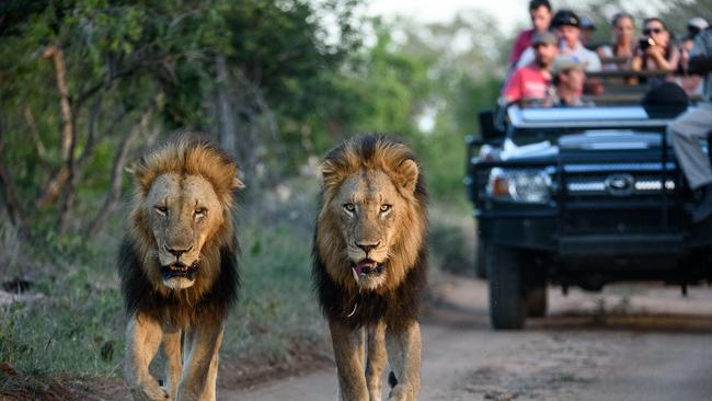 Barry FitzGerald says that like these chaps, two ASX firms operating in Africa look ready to roar. Picture: Supplied