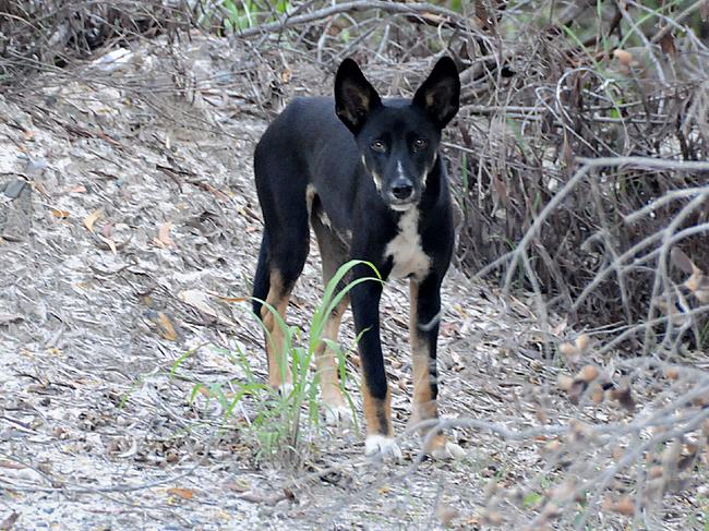 Wild dog Dingo on Bullock Point road.Photo Craig  Warhurst / Gympie Times