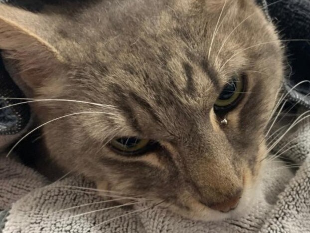 Arthur the cat was bitten in the process of killing an eastern brown snake. Picture: Animal Emergency Service