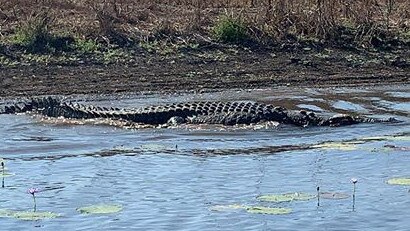 Massive croc spotted at a popular Shady Camp fishing spot. Picture: Kal Jade