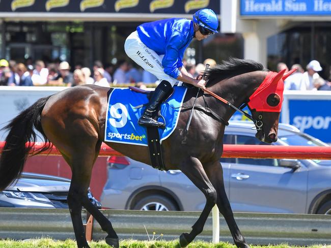 Expulsion ridden by Billy Egan on the way to the barriers prior to the running of the Sportsbet Blue Diamond Preview (F)(Chute) at Sportsbet Sandown Lakeside Racecourse on January 25, 2025 in Springvale, Australia. (Photo by Pat Scala/Racing Photos via Getty Images)