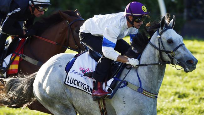 Flemington trackwork. Luckygray beats Fontelina home in a barrier trial this morning