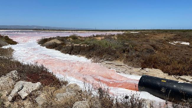 Pumping to remove hypersaline water to reduce the impact to mangroves, January 2021. Picture: Department for Energy and Mining