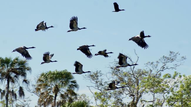 Magpie geese hunting daily bag limits will remain at seven. Picture: Contributed