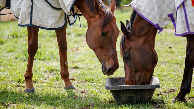 I Am Me, right, with her stablemate Bella Nipotina. Picture: Nikki Short