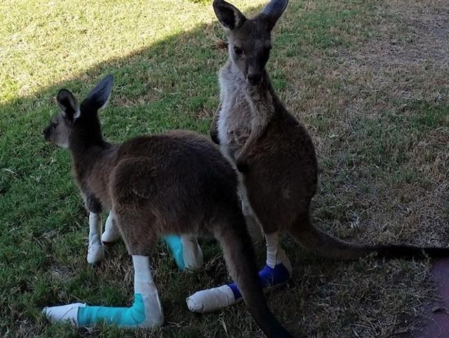 The clinic has welcomed injured pets and wildlife who suffered burns and other injuries during the bushfires in Western Australia this month. Picture: Facebook/Waroona Veterinary Clinic.
