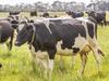 Gippsland top of the pops in dairy property