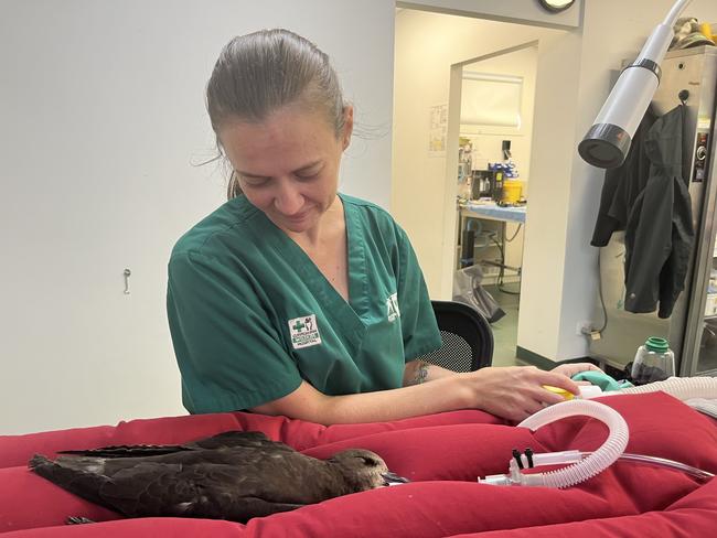 Petrel rescued from Cyclone Alfred receiving care at Currumbin Wildlife Hospital