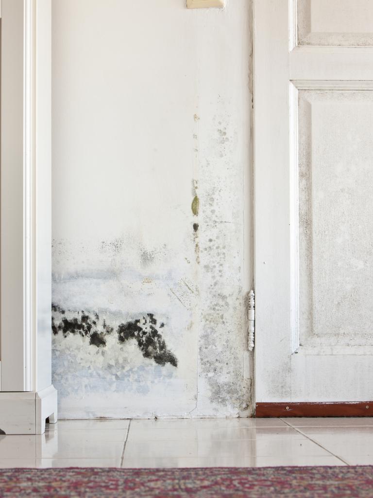 Mould is a common problem in Sydney’s buildings.