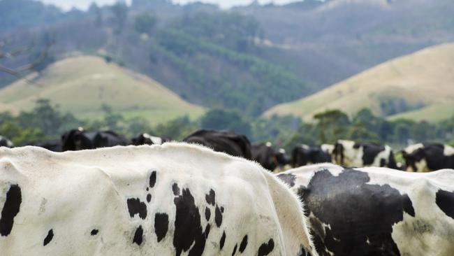 The overall Global Dairy Trade results have risen almost four per cent in the first 2021 trading session. PICTURE: ZOE PHILLIPS