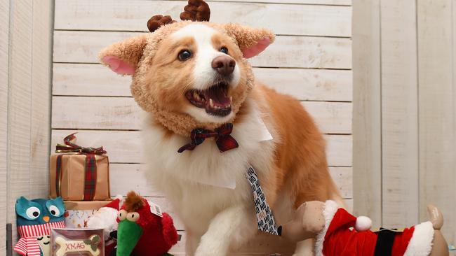 Hachi in South Yarra has a range of toys, clothes and gifts for pets. Picture: Josie Hayden