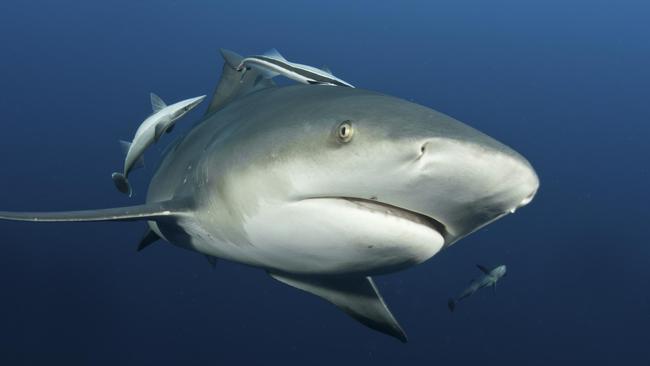 Bull sharks can be aggressive towards humans. Picture: Fiona Ayerst