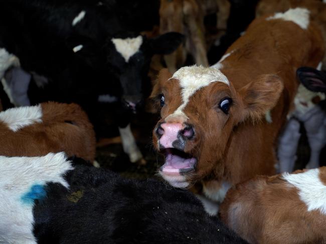 Images from Tasmanian Quality Meats.  Picture: Farm Transparency Project