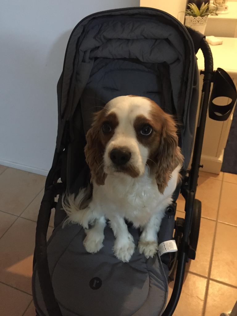 Cookie the Beaglier testing out our new babies pram. Picture: Celeste Goodwin