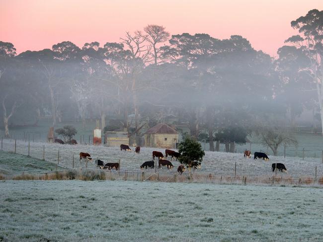 Adelaide Hills, Wednesday 10 June 2020. Frost is seen near Meadows in the Adelaide Hills at approximately 7:30am. It has been one of the coldest June mornings on record in Adelaide and surrounds. Photo Sam Wundke