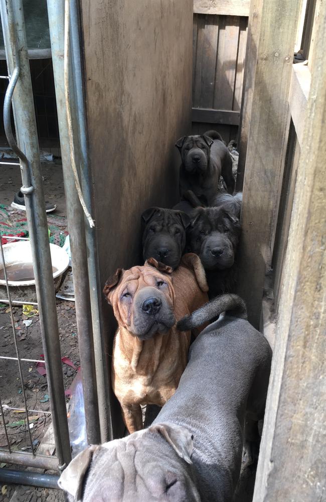 Puppies seized from a property in Russell Island. Picture: RSPCA