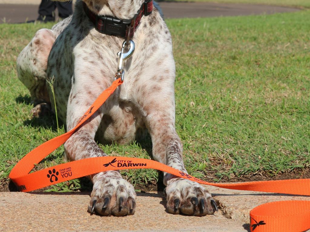 A stock photo of a City of Darwin 'Great Pets Start With You' dog leash. Picture: Supplied.