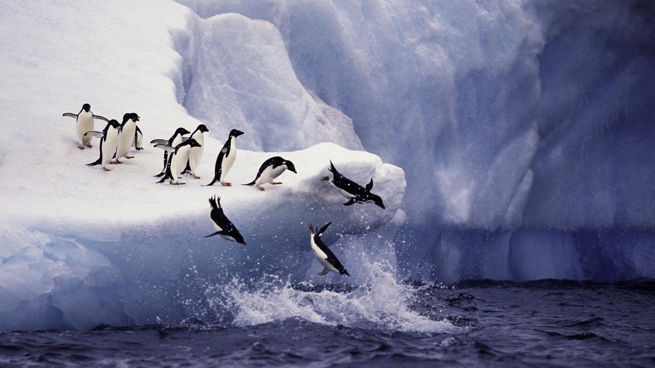 Adelie Penguins Jumping from Iceberg
