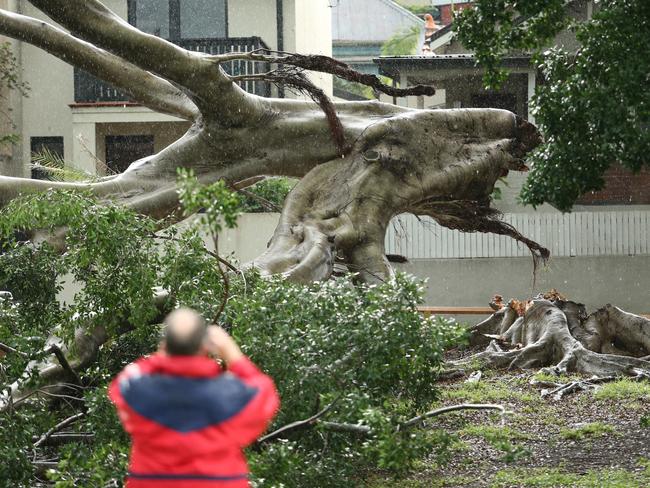 The Rozelle tree crushed a couple of cars. Picture: Rohan Kelly