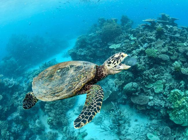 Most Queenslanders are more concerned about tourism jobs created by the Great Barrier Reef than climate change. Picture: Shannon Myers/Down Under Cruise and Dive