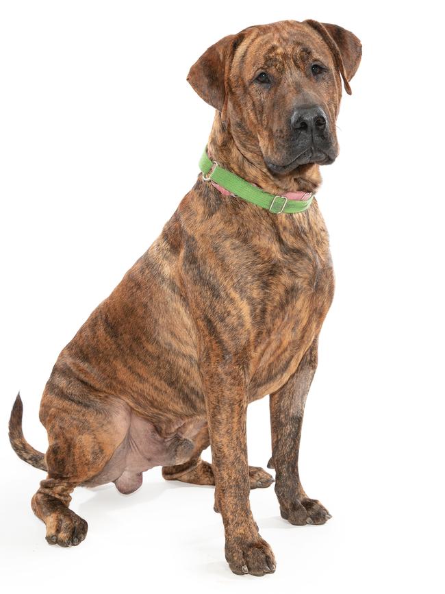 Boxer is an 18-month-old male American staffy/wolfhound.