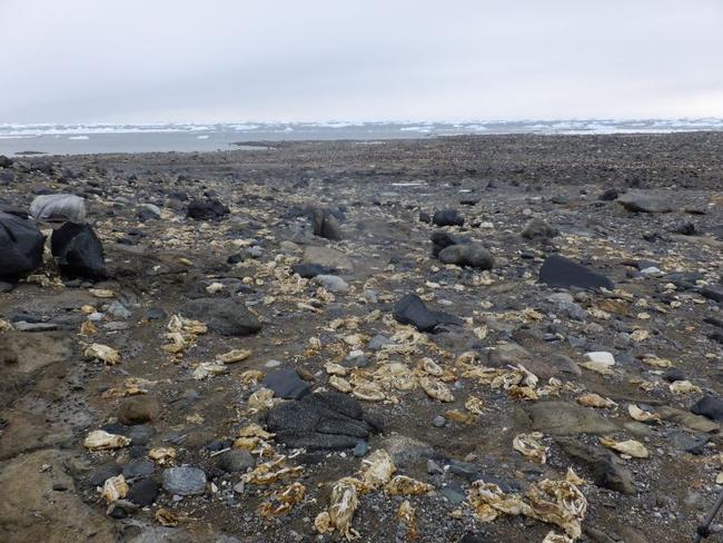 Penguin graveyard: 200-year-old abandoned penguin colony, littered with mummified carcasses. Picture: Yuesong Gao.