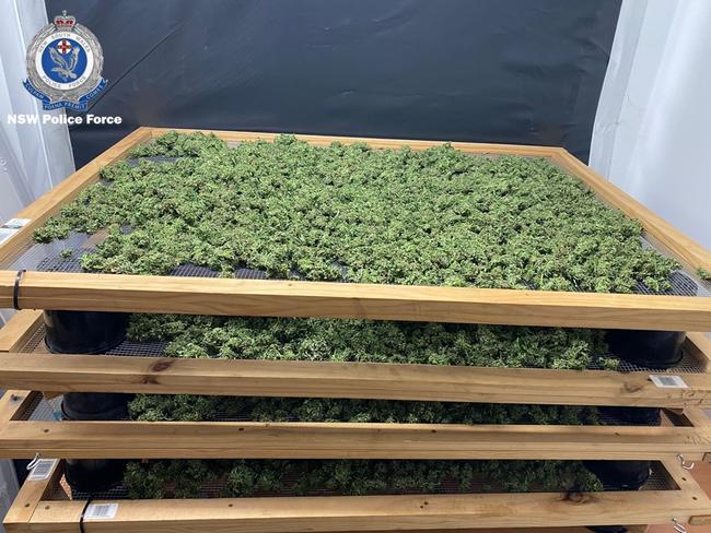 Among the plants was also 50kg of dried cannabis bud, which was seized by police. Picture: NSW Police