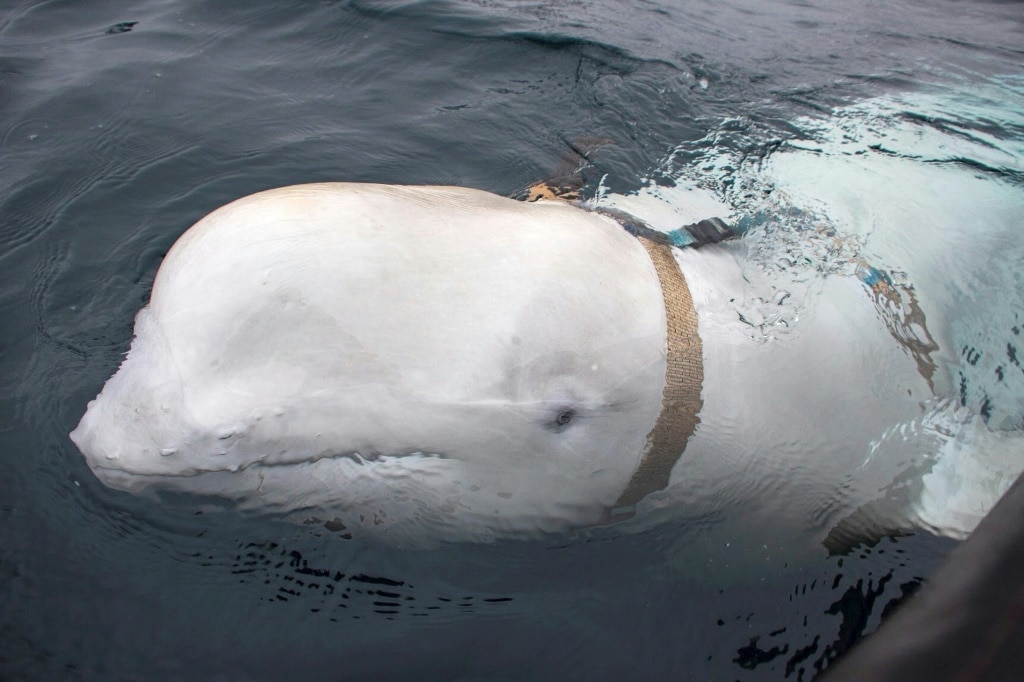 Hvaldimir first appeared off Norway's coast in 2019