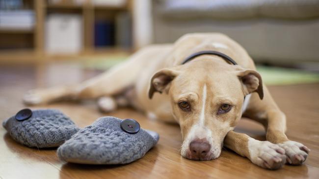 Pet owners fear a dog hater is using poisoned baits to target pooches Picture: iStock