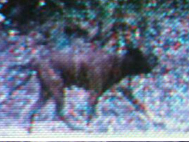 Motion detection camera image captured by bush tucker man Jake Cassar.