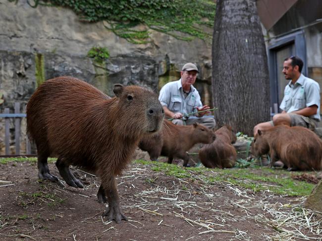 Zoos and aquariums across Australia will get almost $100 million in federal funding to help them through the COVID-19 crisis. Picture: Toby Zerna