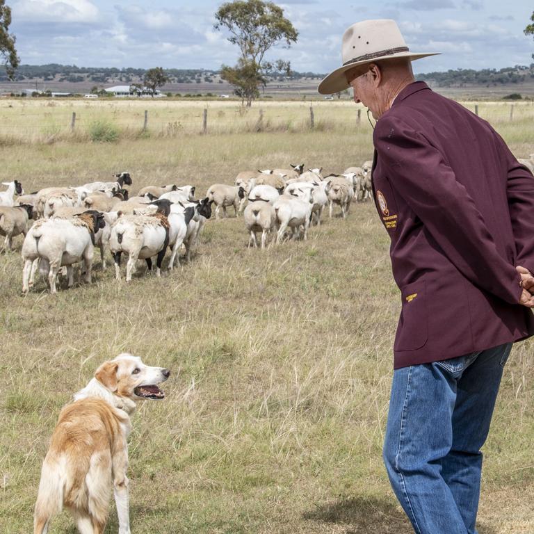 Roy Potticary and border collie Delrae Eddie have taken out the Dog of the Year award at the 2023 Commonwealth Championship Sheepdog Trials. Picture: Nev Madsen