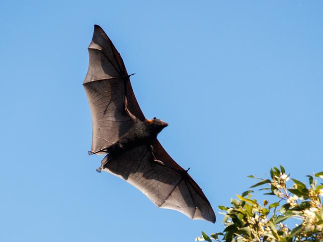 Flying foxes are increasing in numbers and causing havoc and noise around the Gordon area.Photo: Tim Pascoe