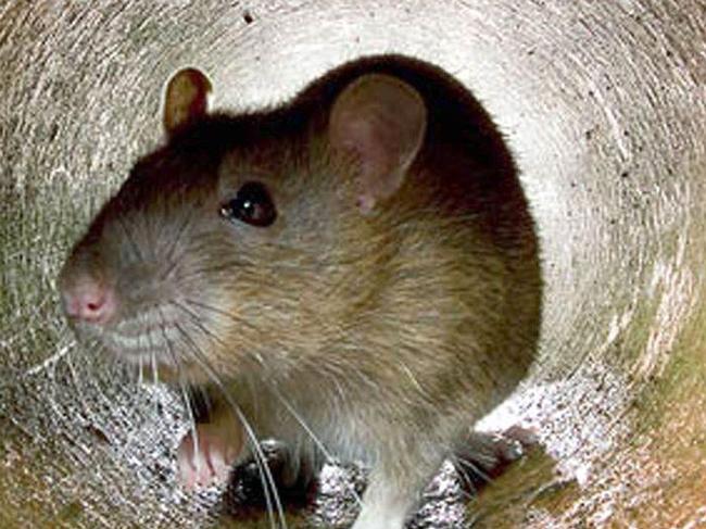 Rat population could hit 200m