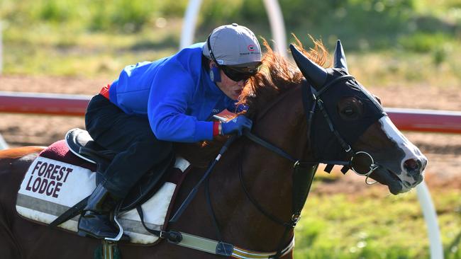 Admire Deus from Japan has broken down and is out of Caulfield/Melbourne Cup contention. Picture: Getty