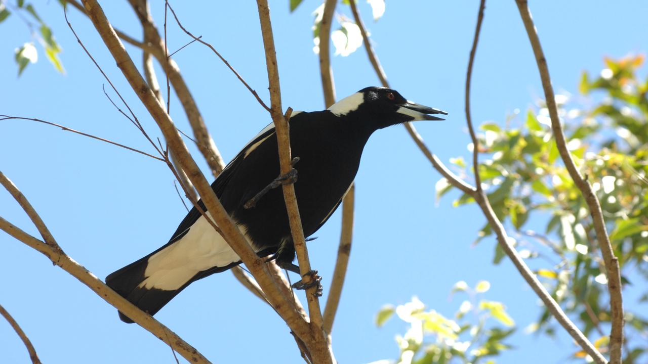 Magpie nesting has started earlier in the southern parts of Australia, according to Birdlife Australia.