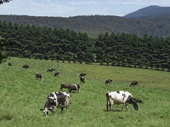 Imports reached an all-time high share of Australian sales. Picture: Zoe Phillips