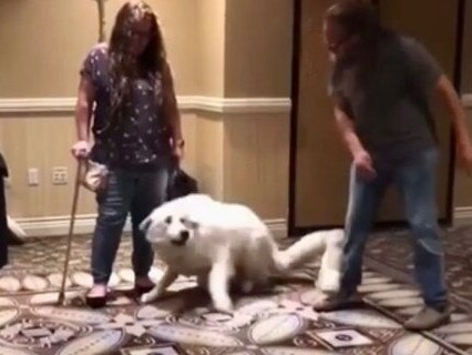 A screenshot from a video showing US dog trainer Jeff Gellman hitting a dog. Picture: change.org