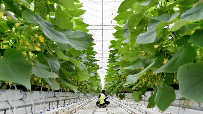 Sneak peek inside Gerry Harvey's high tech cucumber farm