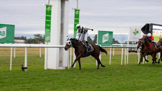Gatton Cup winning jockey Les 'Bubba' Tilley on Hellava Babe gives a victory salute as he passes the finish line. PHOTO: Ali Kuchel